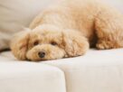 Raças de cachorro populares no Brasil - Poodle