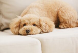 Raças de cachorro populares no Brasil - Poodle