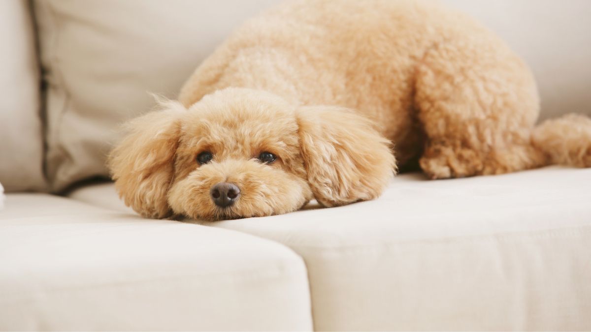 Raças de cachorro populares no Brasil - Poodle