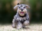 Schnauzer