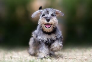 Schnauzer