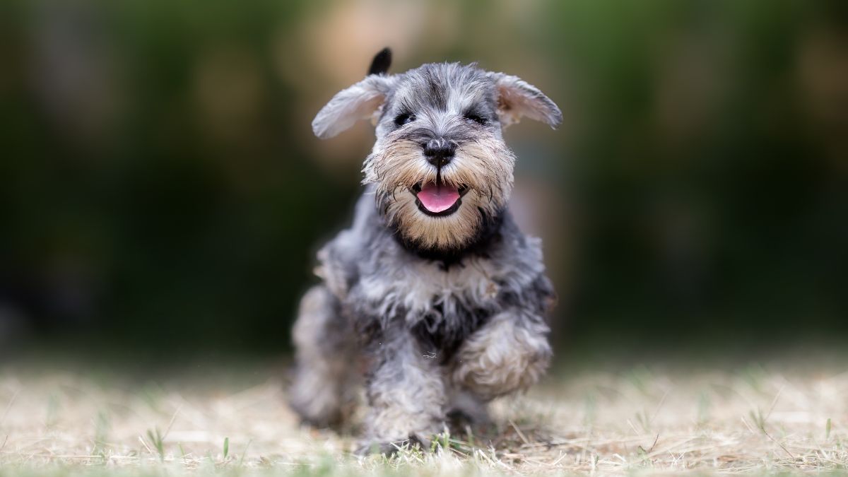 Schnauzer