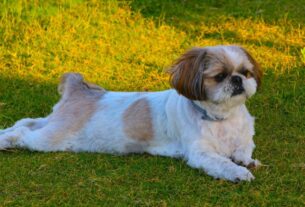 Shih Tzu