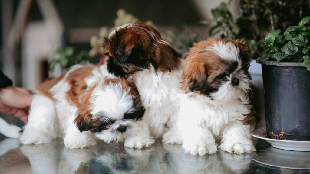 filhotes de Shih Tzu