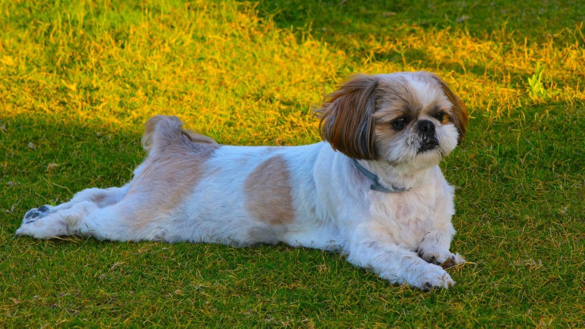 Shih Tzu
