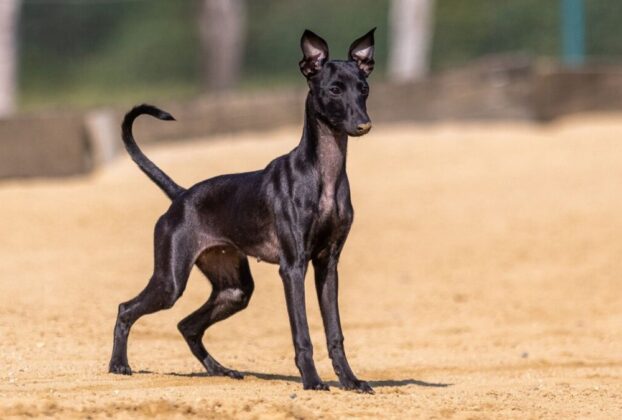 Erliquiose canina