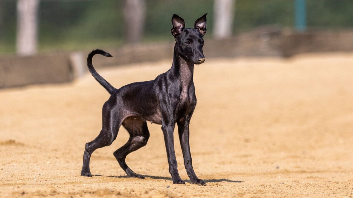 Erliquiose canina