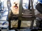 Caixa de transporte para pets