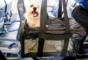 Caixa de transporte para pets