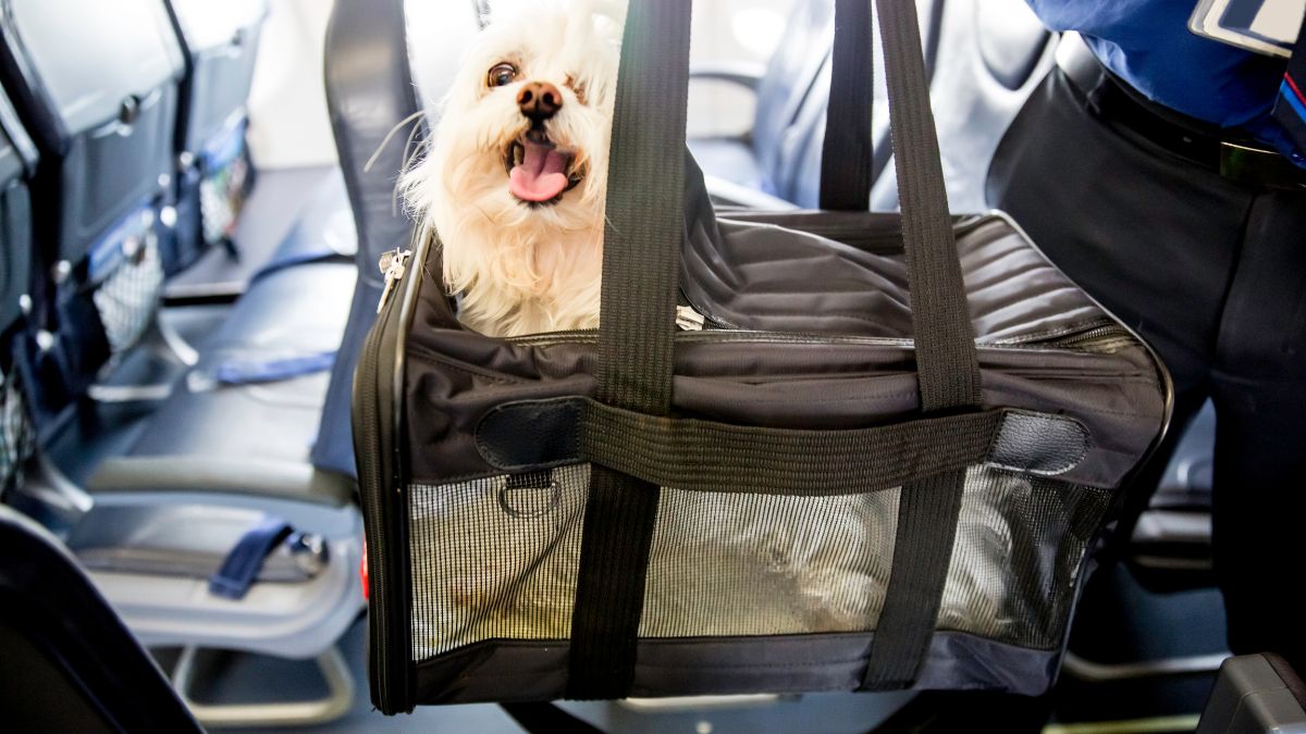 Caixa de transporte para pets