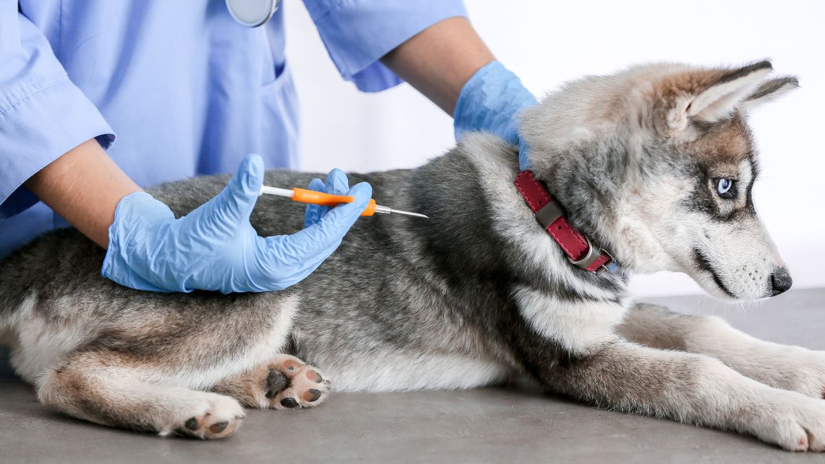 Pessoa com luvas usando um aplicador próximo à região do pescoço de um cão.icrochipagem de pets.
