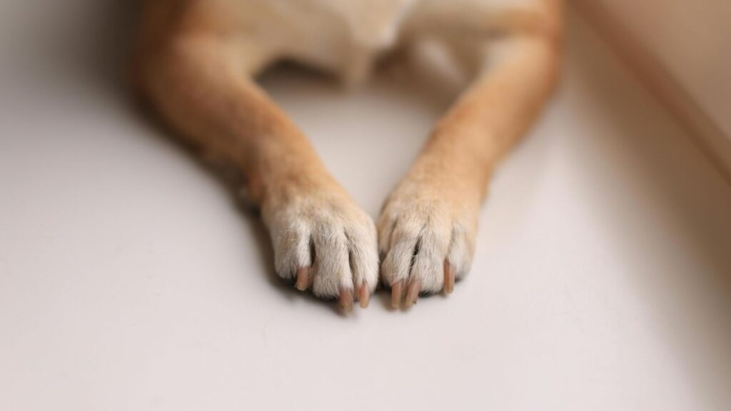 Patas dianteiras de cachorro apoiadas no piso, com unhas visíveis - cortar unha de cachorro
