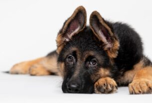 Filhote de pastor-alem&atilde;o deitado com as patas dianteiras vis&iacute;veis - cortar unha de cachorro
