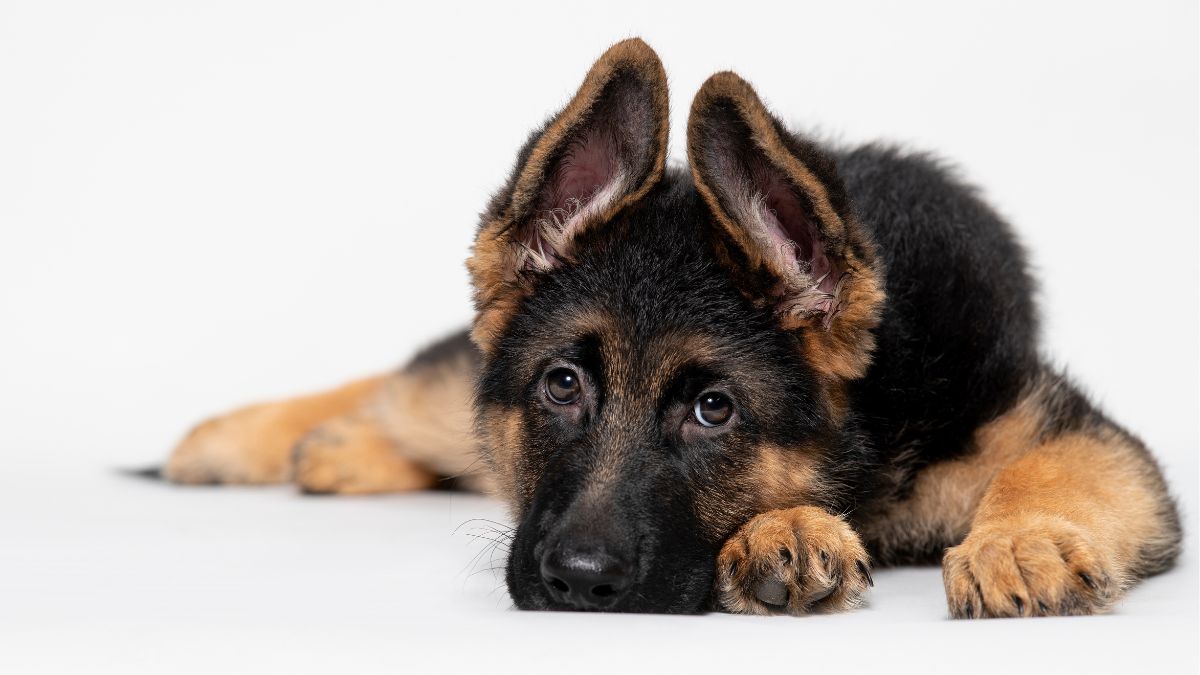 Filhote de pastor-alemão deitado com as patas dianteiras visíveis - cortar unha de cachorro