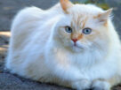 Gato de pelagem clara e olhos azuis deitado sobre piso de pedra - Gato bebe pouca &aacute;gua?