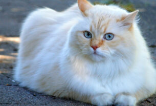 Gato de pelagem clara e olhos azuis deitado sobre piso de pedra - Gato bebe pouca &aacute;gua?