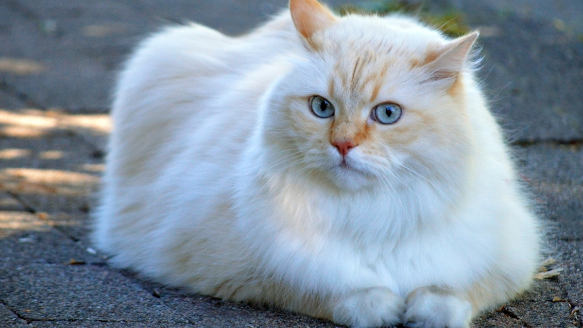 Gato de pelagem clara e olhos azuis deitado sobre piso de pedra - Gato bebe pouca &aacute;gua?