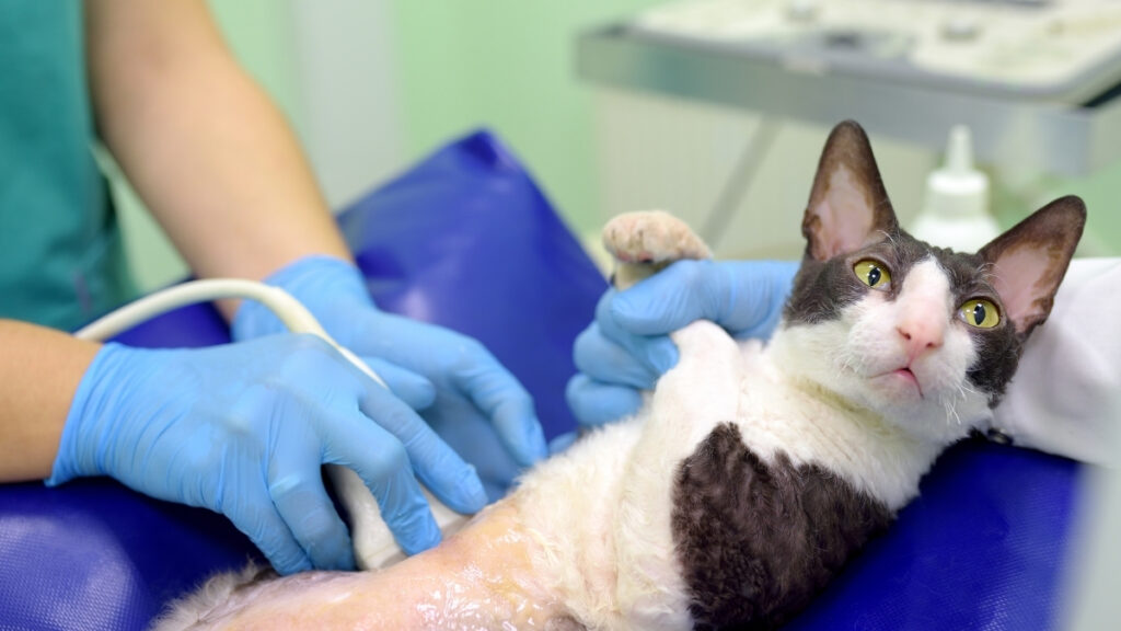 Gato preto e branco sendo examinado com uma sonda de ultrassom no abdômen. Linfoma em gatos