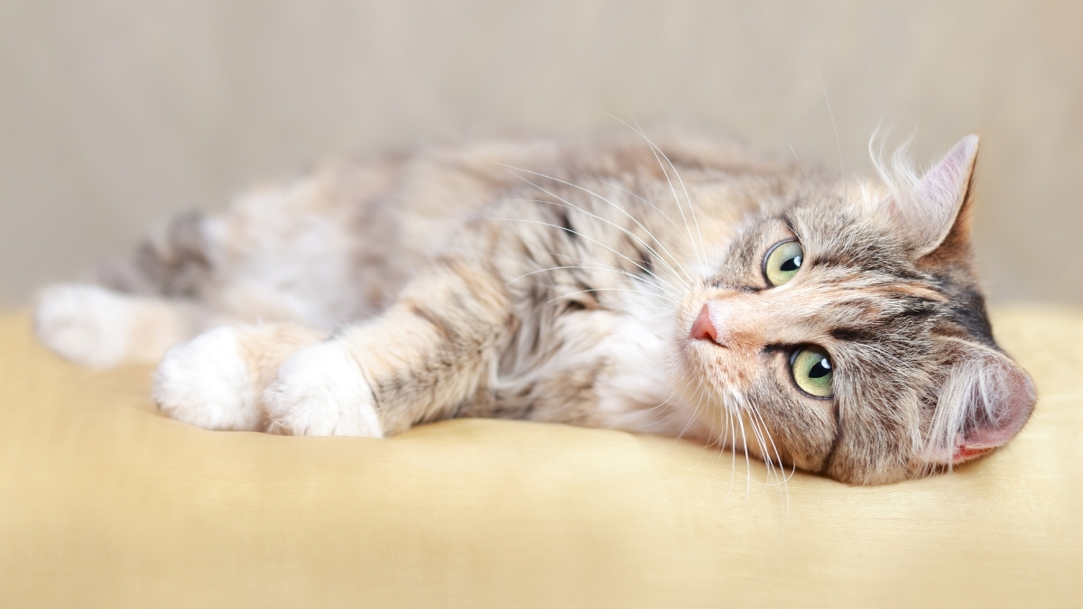 Gato tigrado deitado de lado sobre uma superfície amarela clara. Linfoma em gatos