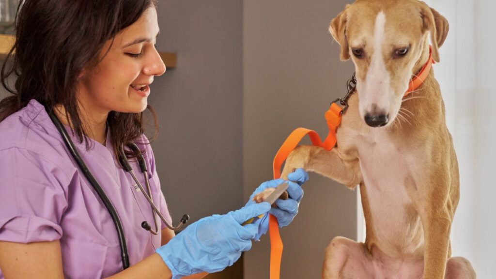  Pessoa com luvas lixando a unha da pata dianteira de um cachorro - cortar unha de cachorro