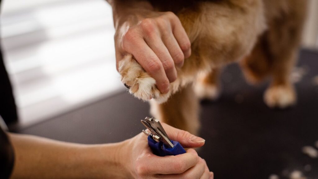 Pessoa segurando a pata de um cachorro com um alicate de unhas próximo - corta unha de cachorro