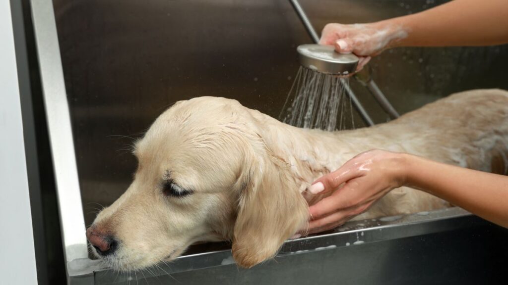 Banho em cachorro: enx&aacute;gue do corpo com uma ducha.