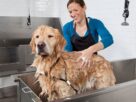 Banho em cachorro: golden retriever sendo ensaboado em uma banheira.