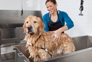 Banho em cachorro: golden retriever sendo ensaboado em uma banheira.