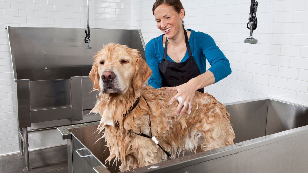 Banho em cachorro: golden retriever sendo ensaboado em uma banheira.