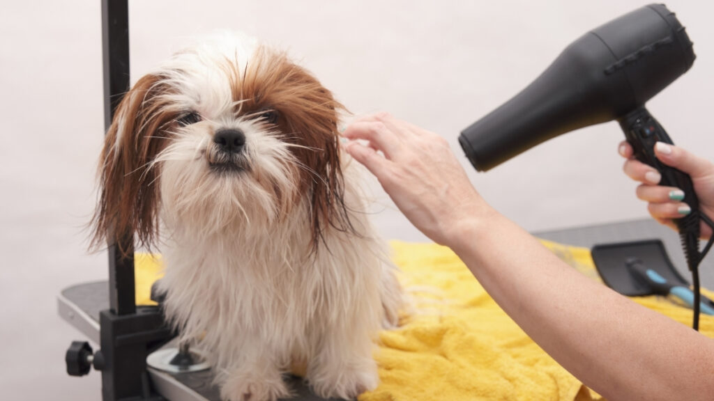  Banho em cachorro: secagem da pelagem com secador.