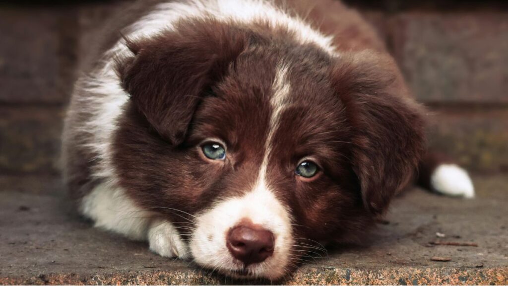 Filhote de border collie marrom e branco deitado com a cabe&ccedil;a apoiada no ch&atilde;o.
