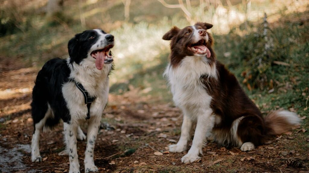 Dois c&atilde;es border collie, um preto e branco e outro marrom e branco, em uma trilha arborizada.
