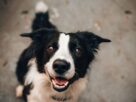Border collie preto e branco olhando para a câmera, com a boca aberta e as orelhas voltadas para os lados.