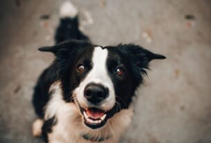 Border collie preto e branco olhando para a câmera, com a boca aberta e as orelhas voltadas para os lados.