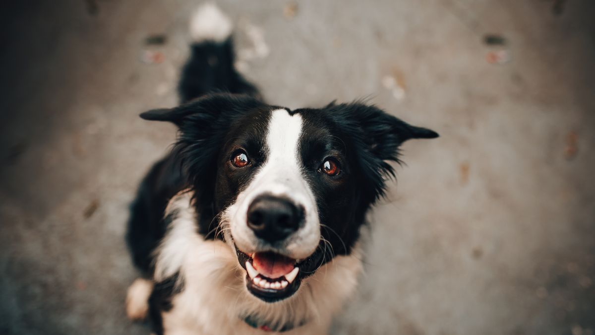Border collie preto e branco olhando para a c&acirc;mera, com a boca aberta e as orelhas voltadas para os lados.