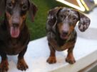 Dois c&atilde;es dachshund de pelagem curta olhando para a c&acirc;mera.
