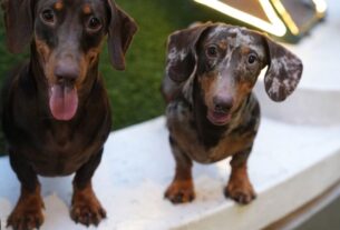 Dois c&atilde;es dachshund de pelagem curta olhando para a c&acirc;mera.