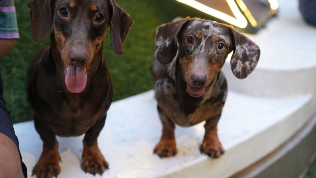 Dois cães dachshund de pelagem curta olhando para a câmera.