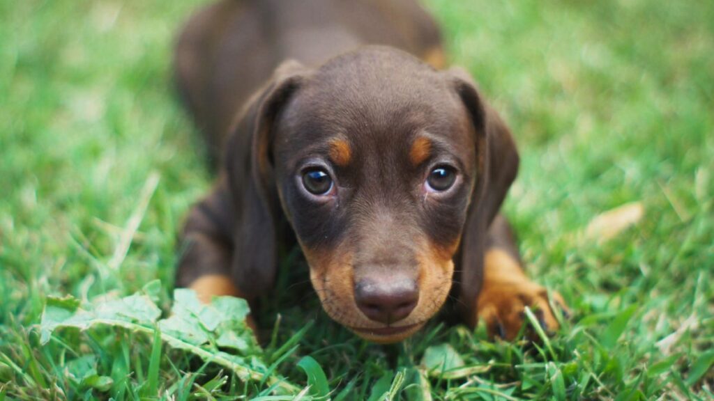  Filhote de dachshund deitado na grama.