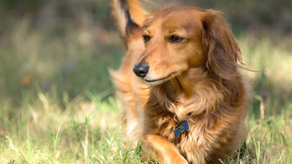 Dachshund de pelo longo avermelhado deitado na grama, usando coleira com plaqueta de identificação.