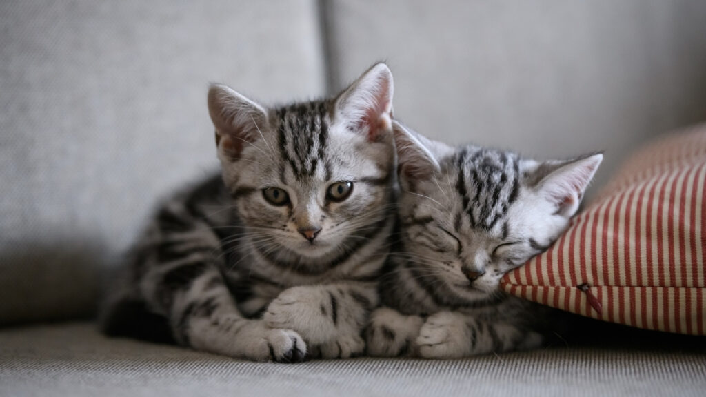 Dois filhotes de gato tigrados descansando no sofá junto a uma almofada.