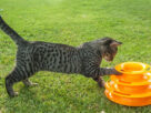Gato tigrado brincando com um brinquedo laranja de pistas na grama. Enriquecimento ambiental para gatos