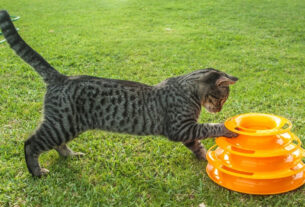 Gato tigrado brincando com um brinquedo laranja de pistas na grama. Enriquecimento ambiental para gatos