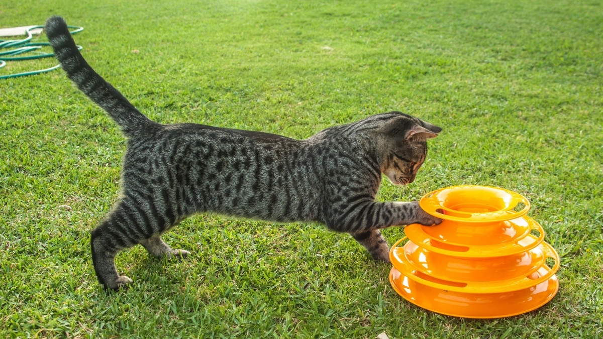 Gato tigrado brincando com um brinquedo laranja de pistas na grama. Enriquecimento ambiental para gatos