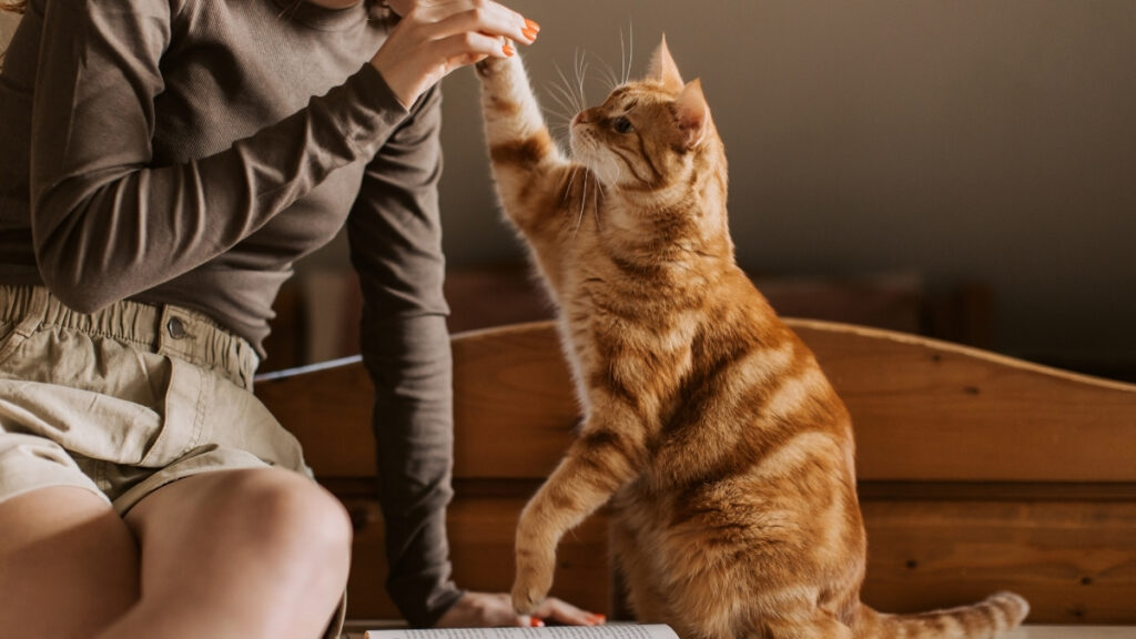 Gato laranja levantando a pata dianteira em direção à mão de uma pessoa.