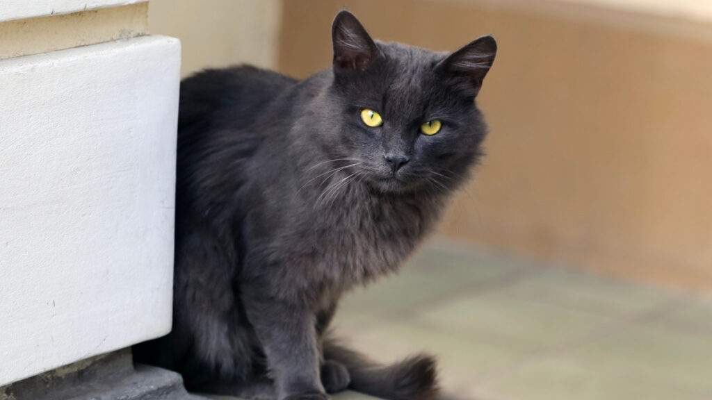 Gato de pelagem escura junto a um sofá, ilustrando o ambiente doméstico nos cuidados com a esporotricose em gatos.