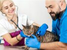 Profissionais com luvas examinam um gato com estetosc&oacute;pio, ilustrando a avalia&ccedil;&atilde;o da esporotricose em gatos.