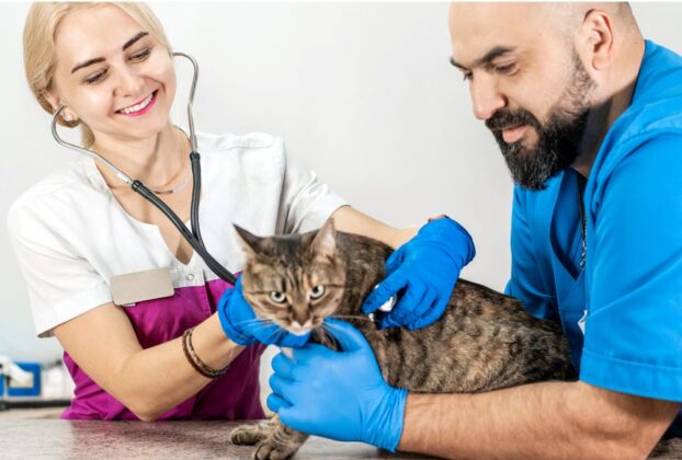 Profissionais com luvas examinam um gato com estetosc&oacute;pio, ilustrando a avalia&ccedil;&atilde;o da esporotricose em gatos.