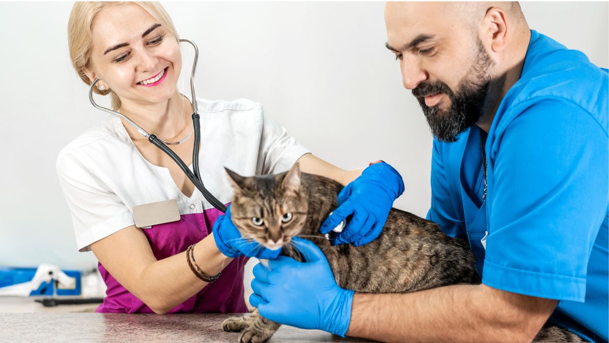 Profissionais com luvas examinam um gato com estetoscópio, ilustrando a avaliação da esporotricose em gatos.
