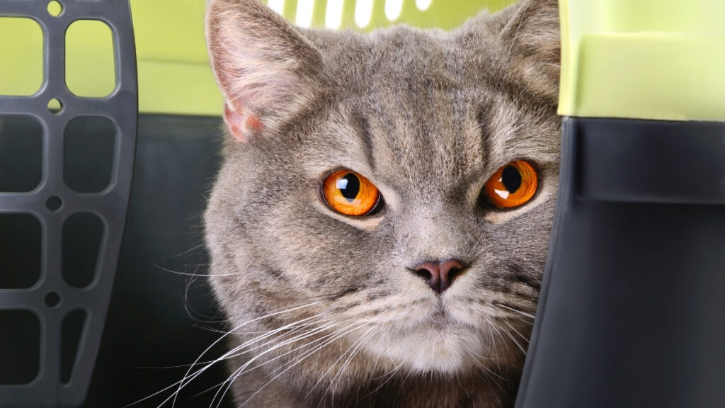 Gato cinza dentro de uma caixa de transporte, ilustrando o deslocamento para avaliação de esporotricose em gatos.